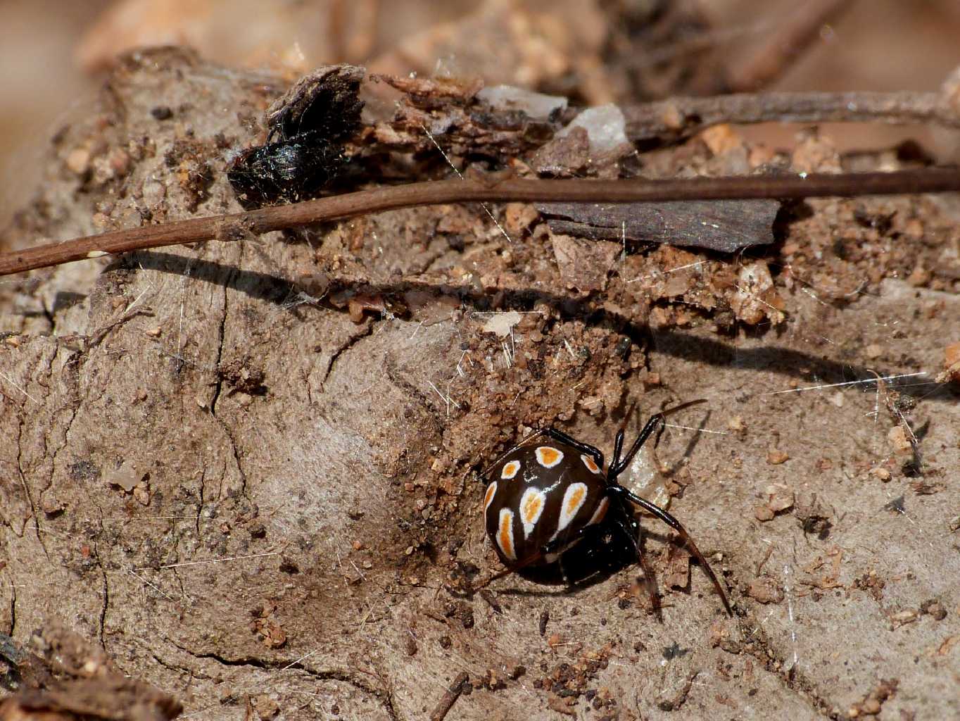 Latrodectus tredecimguttatus di Gallura